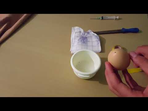 How to make Homunculus